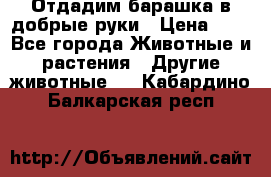 Отдадим барашка в добрые руки › Цена ­ 1 - Все города Животные и растения » Другие животные   . Кабардино-Балкарская респ.